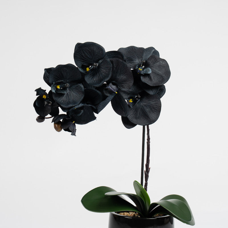 50cm Artificial Black Orchid in Ceramic pot